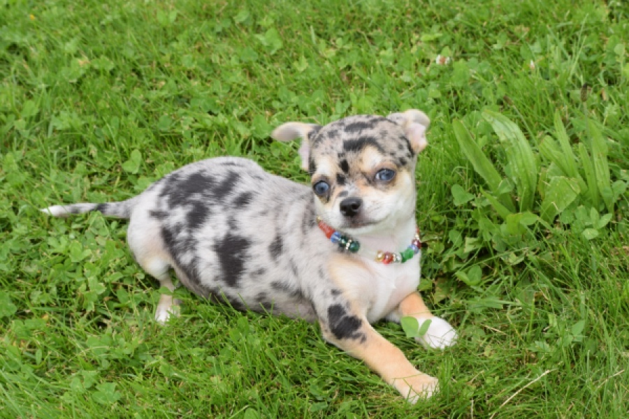 Chihuahua (reu) 55558