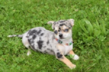 Chihuahua (reu) 55558