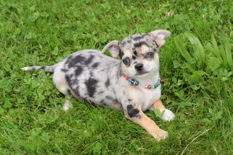 Chihuahua (reu) 55558