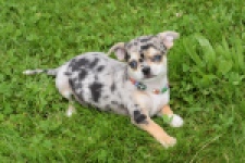 Chihuahua (reu) 55558