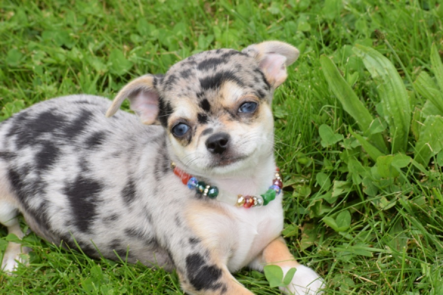 Chihuahua (reu) 55558