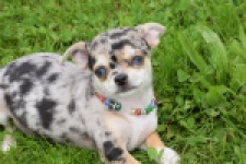 Chihuahua (reu) 55558