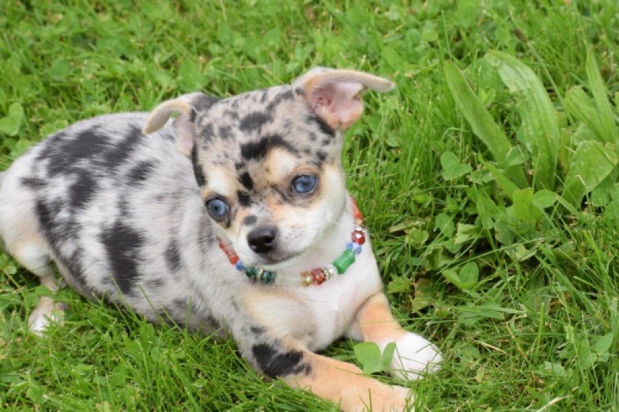 Chihuahua (reu) 55558