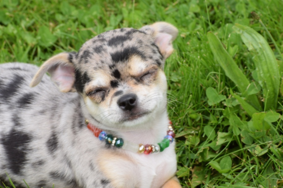 Chihuahua (reu) 55558