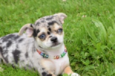 Chihuahua (reu) 55558