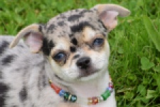 Chihuahua (reu) 55558