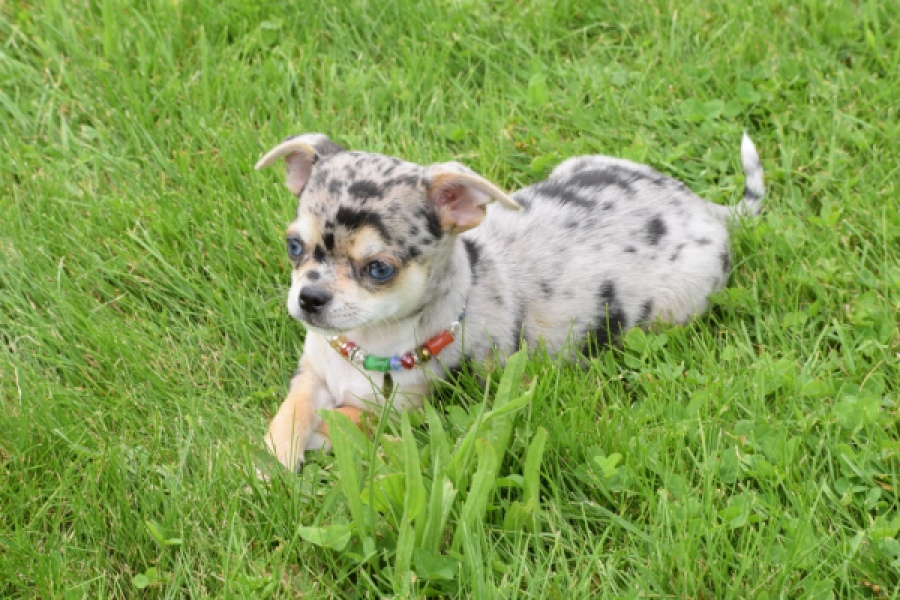 Chihuahua (reu) 55558