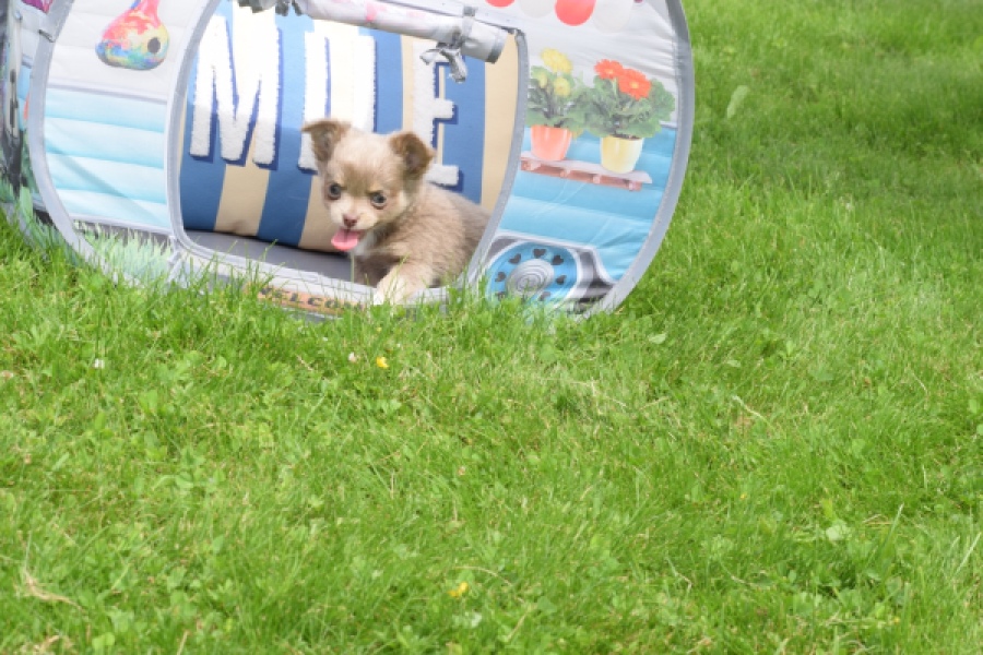 Chihuahua (teef) 55559