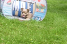 Chihuahua (teef) 55559