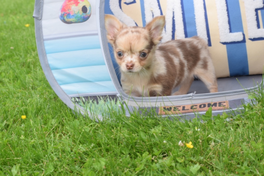 Chihuahua (reu) 55557