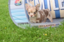 Chihuahua (reu) 55557
