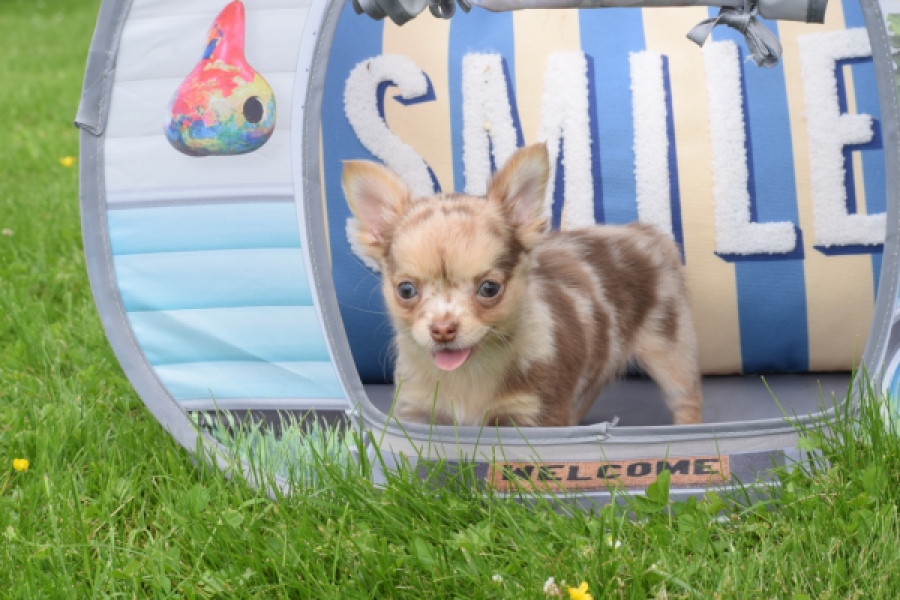 Chihuahua (reu) 55557