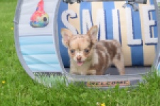 Chihuahua (reu) 55557