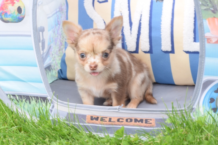 Chihuahua (reu) 55557