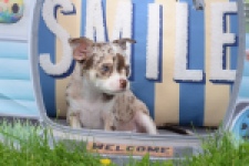 Chihuahua (reu) 55550