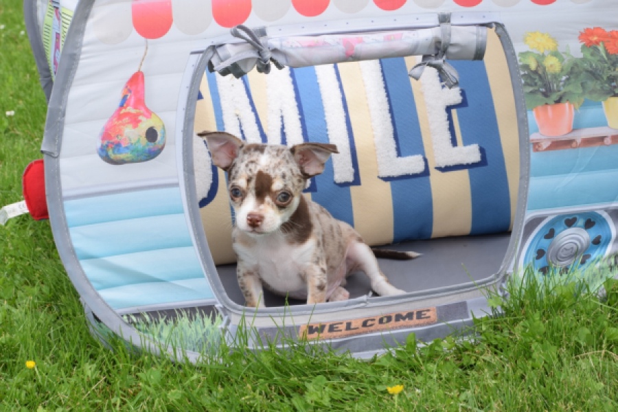 Chihuahua (reu) 55550