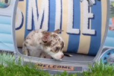 Chihuahua (reu) 55550
