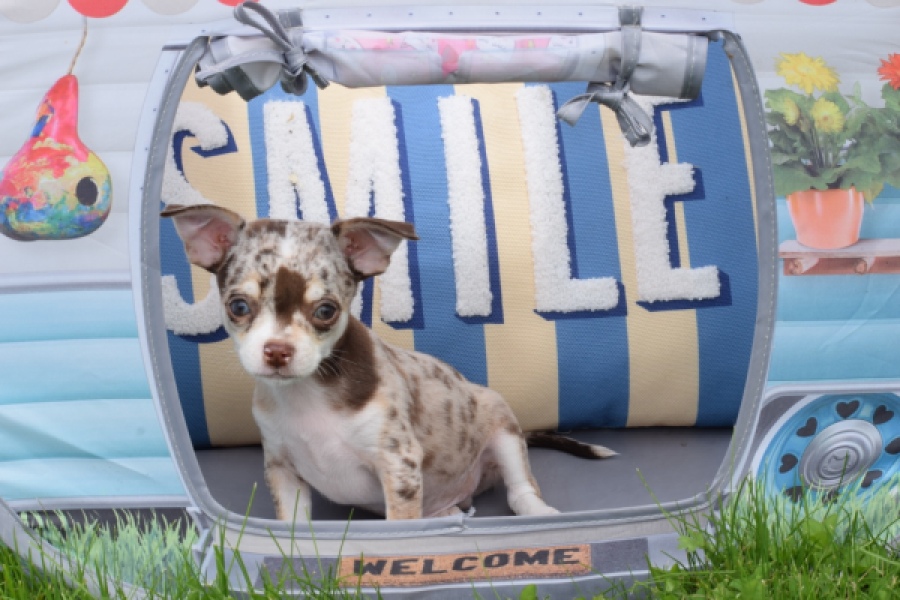Chihuahua (reu) 55550