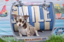Chihuahua (reu) 55550