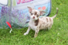 Chihuahua (reu) 55550