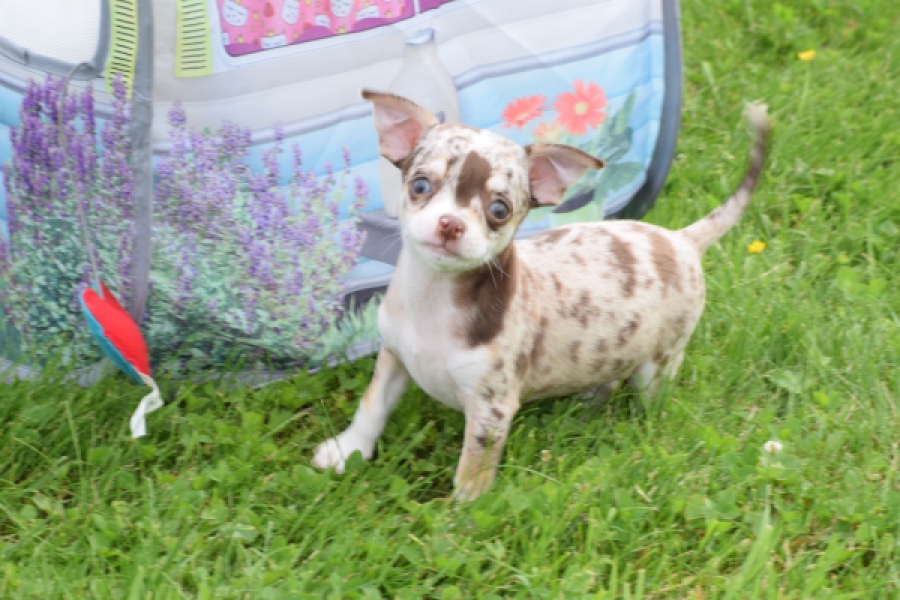 Chihuahua (reu) 55550