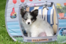 Chihuahua (reu) 55551