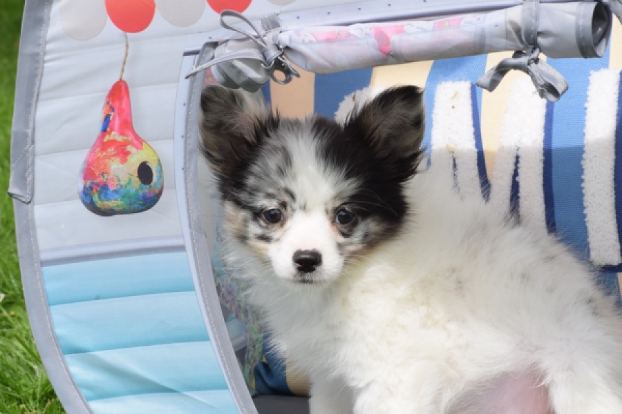 Chihuahua (reu) 55551