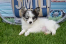 Chihuahua (reu) 55551