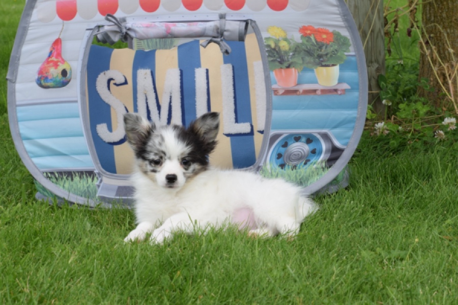 Chihuahua (reu) 55551