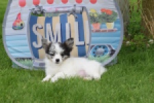 Chihuahua (reu) 55551