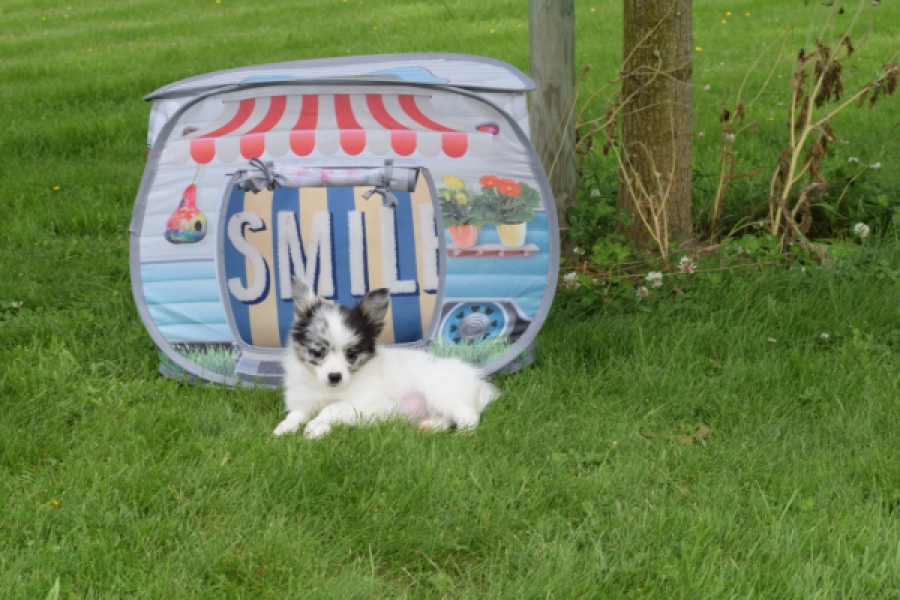 Chihuahua (reu) 55551