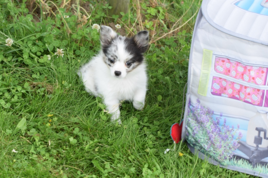 Chihuahua (reu) 55551
