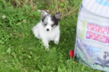 Chihuahua (reu) 55551