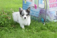Chihuahua (reu) 55551