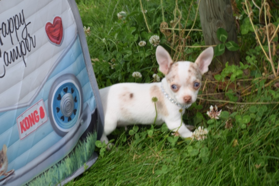 Chihuahua (reu) 55556