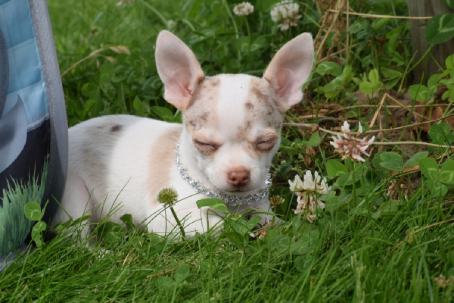 Chihuahua (reu) 55556