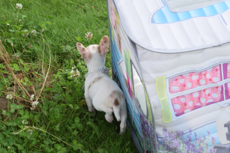 Chihuahua (reu) 55556