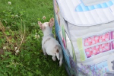 Chihuahua (reu) 55556