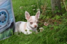 Chihuahua (reu) 55556