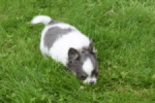 Chihuahua (teef) 55546