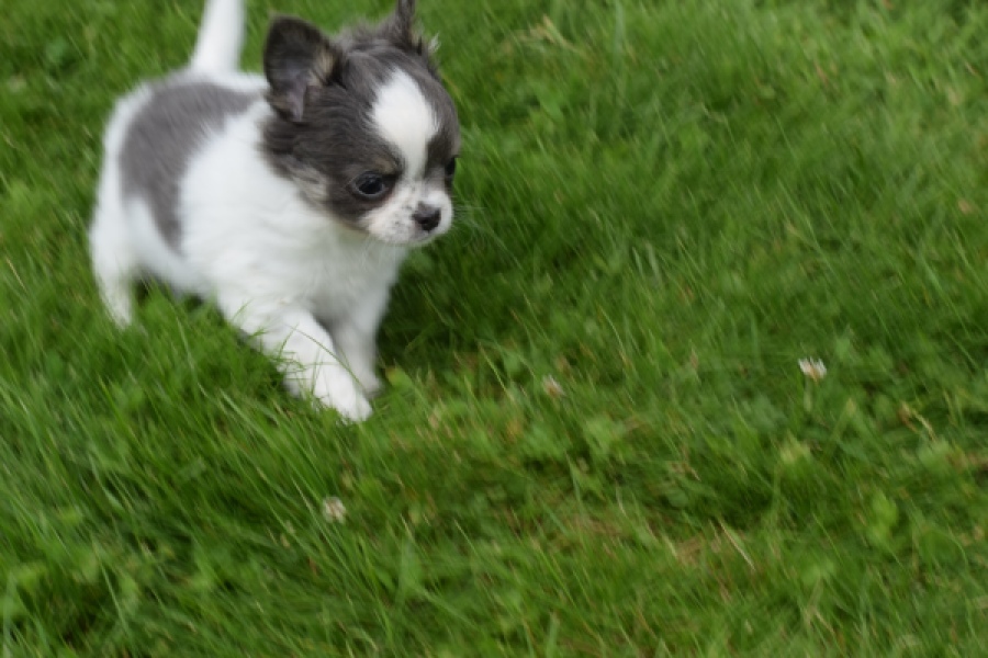 Chihuahua (teef) 55546