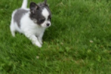 Chihuahua (teef) 55546