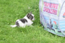 Chihuahua (teef) 55546