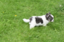 Chihuahua (teef) 55546