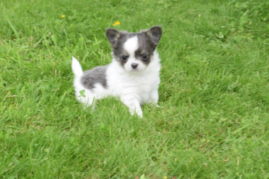 Chihuahua (teef) 55546
