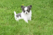 Chihuahua (teef) 55546