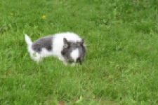 Chihuahua (teef) 55546