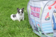 Chihuahua (teef) 55546