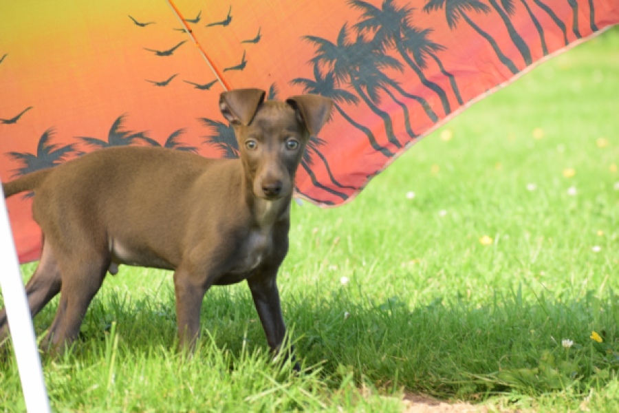 Italiaans windhondje (reu) 00972