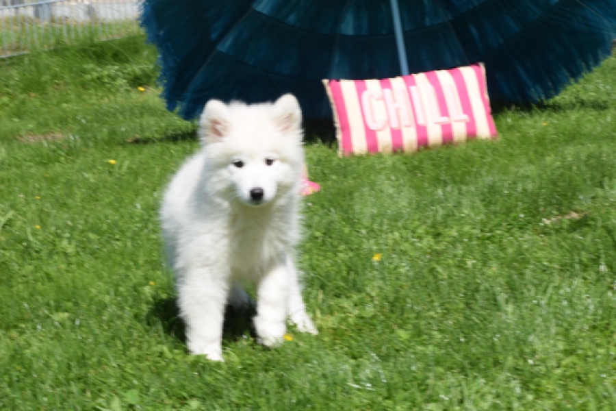 Samojeed (teef) 29214